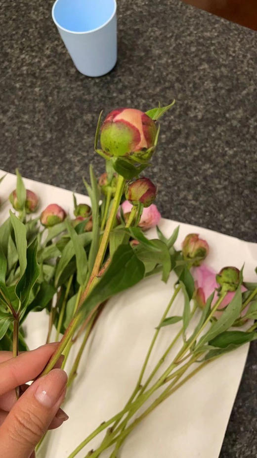 【四川重瓣芍药】花香似荔枝，沁人心脾，渐变偏光粉质感，花瓣半透明 特别仙气 商品图10