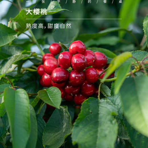 【排单发货】烟台大棚美早大樱桃丨努力让每一只果子树上熟之后再采摘，甜度高，带酸有风味！到货以后冷藏口感更佳，⭐️顺丰/京东空运随机发 商品图3