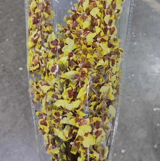 跳舞兰 | 香妃黄 商品图0