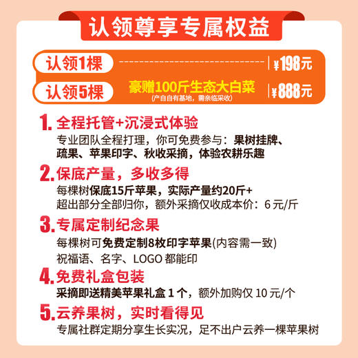 【2026抢鲜认领】儿时味道小苹果    认领后可挂专属树牌  订制苹果印字  体验采摘   风味十足的小苹果 小富士  10中旬成熟开始采摘  1棵树保产15斤 商品图1