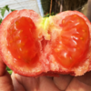 新疆普罗旺斯西红柿 沙瓤爆汁 皮薄酸甜 自然熟0催红 商品缩略图1