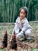 4.18已成团！彭州老鹰岩摘樱桃、挖笋、藤蔓秋千、木梯攀爬、绳索攀登、石板滩速降～ 商品缩略图4