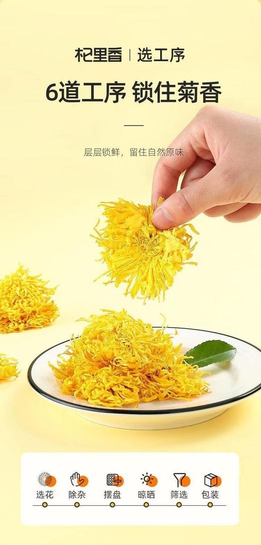 二店f 杞里香金丝皇菊 商品图3