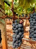 第十一年订单式种植【云南夏黑葡萄】无籽或少籽，不打膨大剂，多挂树20天采摘，风味十足（72小时内发货） 商品缩略图6