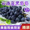 第十一年订单式种植【云南夏黑葡萄】无籽或少籽，不打膨大剂，多挂树20天采摘，风味十足（72小时内发货） 商品缩略图0