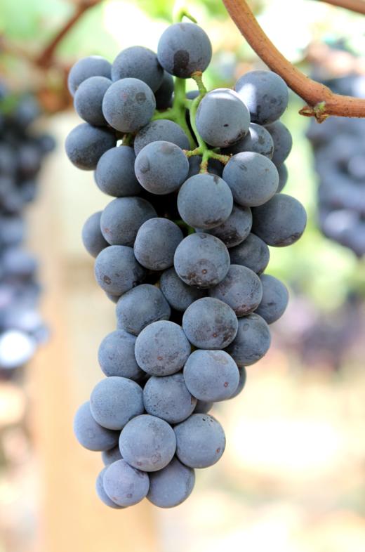 第十一年订单式种植【云南夏黑葡萄】无籽或少籽，不打膨大剂，多挂树20天采摘，风味十足（72小时内发货） 商品图8