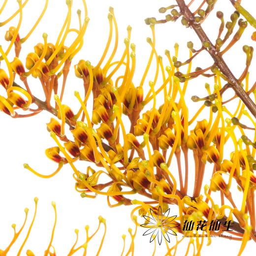 叶材 | 银桦树 商品图0