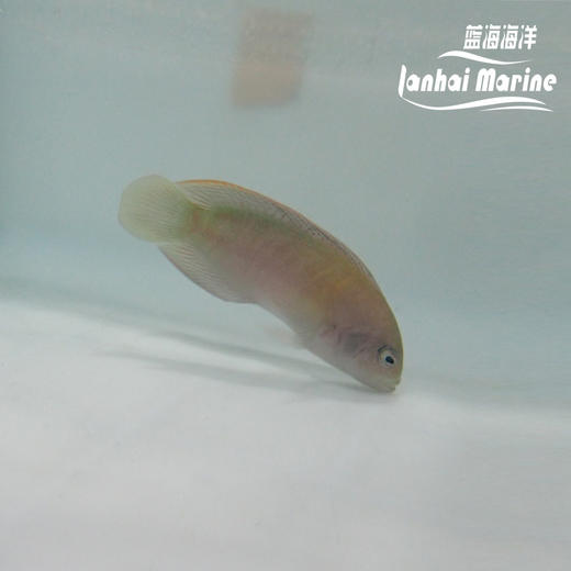 红猫 母 商品图7