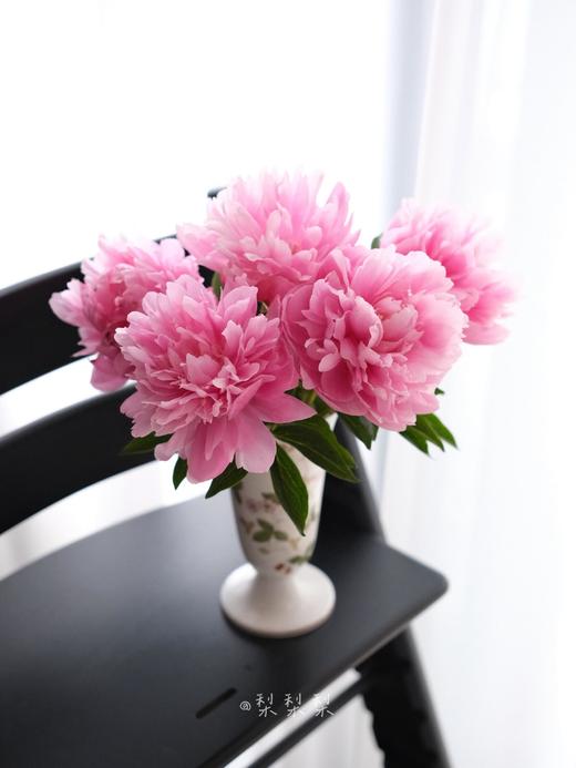 【预售！4.20起陆续发出】小丑【人间四月天，芍药铺庭前】简小姐精选粉色新品 小丑5枝 2件顺丰包邮 商品图4