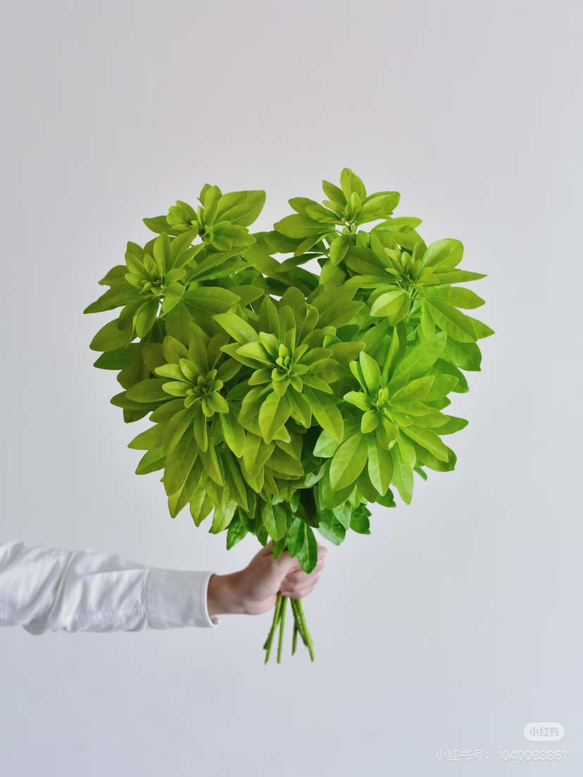 现货墨西哥桔叶 一扎5支支长60厘米