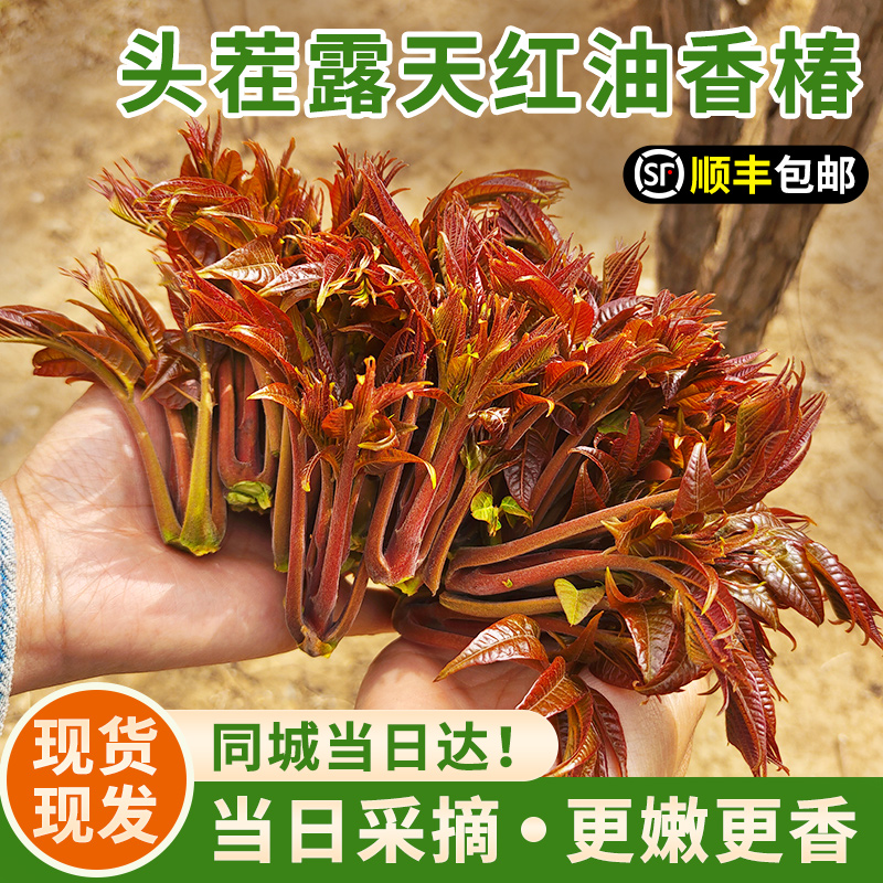 北京现摘头茬儿露天香椿芽包邮 嫩芽香味浓郁  红油香椿  春芽菜