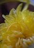 二店f 杞里香金丝皇菊 商品缩略图10