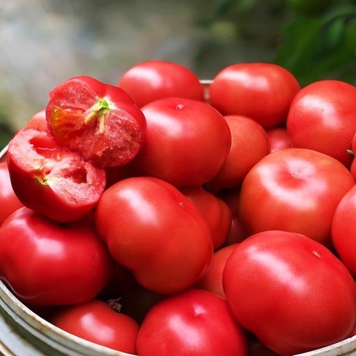 新疆普罗旺斯西红柿 沙瓤爆汁 皮薄酸甜 自然熟0催红 商品图4