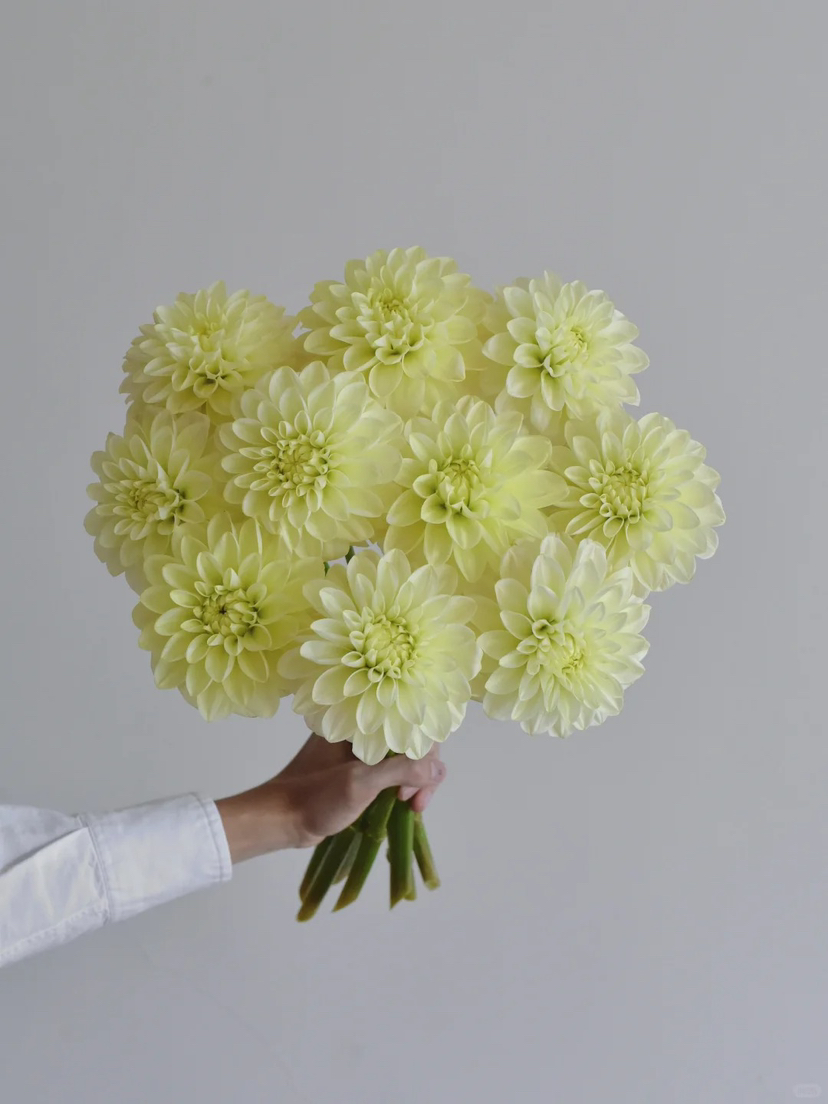 预售15号到货 大丽花焦糖白房子 一扎5支 支长55厘米