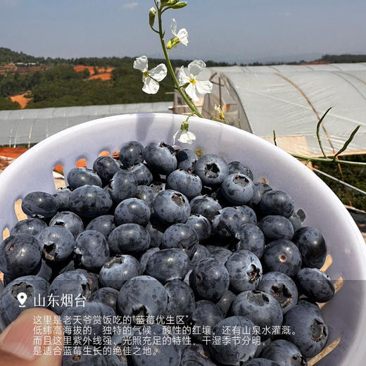 【花果香蓝莓 特别福利】口感酸甜 满满花青素 颗颗饱满新鲜 自带果霜 ~ 商品图4