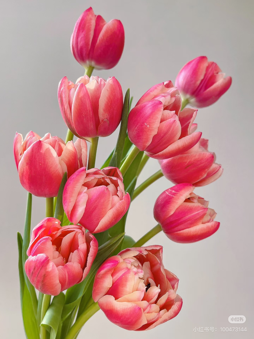 预售15号到货 草莓松饼重瓣郁金香🌷一款很特别的花花 一扎10支支长40厘米 杆粗壮