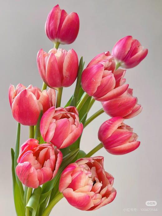 预售15号到货 草莓松饼重瓣郁金香🌷一款很特别的花花 一扎10支支长40厘米 杆粗壮 商品图0