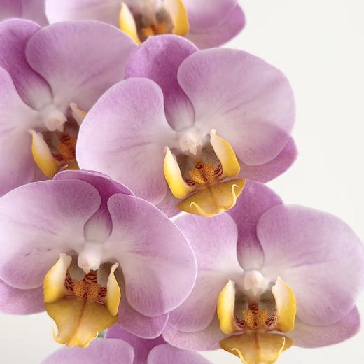 蝴蝶兰 | 达芙妮 商品图0