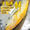 🐟宁德深海80-100米野化养殖黄鱼、4*250g条/箱 冰鲜空运 商品缩略图2