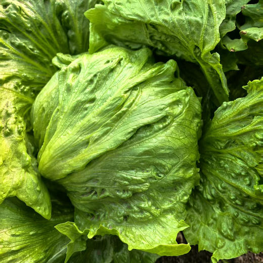 【下单后48小时发货】河北张家口 生态有机蔬菜包5斤装左右/箱，球生菜、绿甘蓝、娃娃菜、莴笋，也可每种单选 商品图1