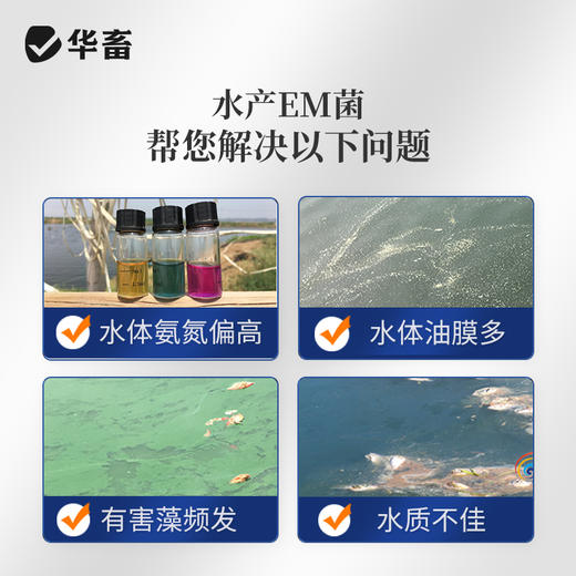 华畜水产专用EM菌2L装 调水净水降解氨氮 商品图3