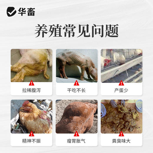 华畜益生菌兽用牛羊禽EM菌种种植发酵剂有机肥菌粉水产养殖专用液 商品图1