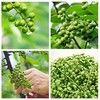 青花椒新鲜350g重庆江津鲜藤椒四川特产现摘保鲜麻椒冷冻新鲜花椒 商品缩略图4