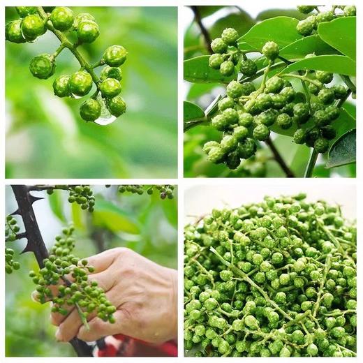 青花椒新鲜350g重庆江津鲜藤椒四川特产现摘保鲜麻椒冷冻新鲜花椒 商品图4