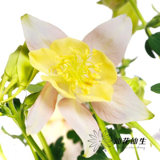 配花 | 耧斗花粉盏 商品图3