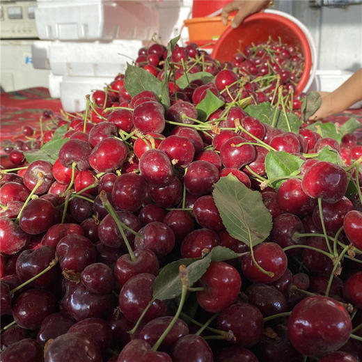 新疆车厘子 大樱桃 应季水果 商品图5