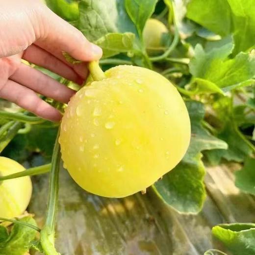 如蜂蜜般甜脆！【山东冰糖蜜罐甜瓜 】3斤/4.5斤 浓香多汁 肉脆瓤蜜爽口不齁喉 外皮薄 直接洗洗带皮吃 商品图13