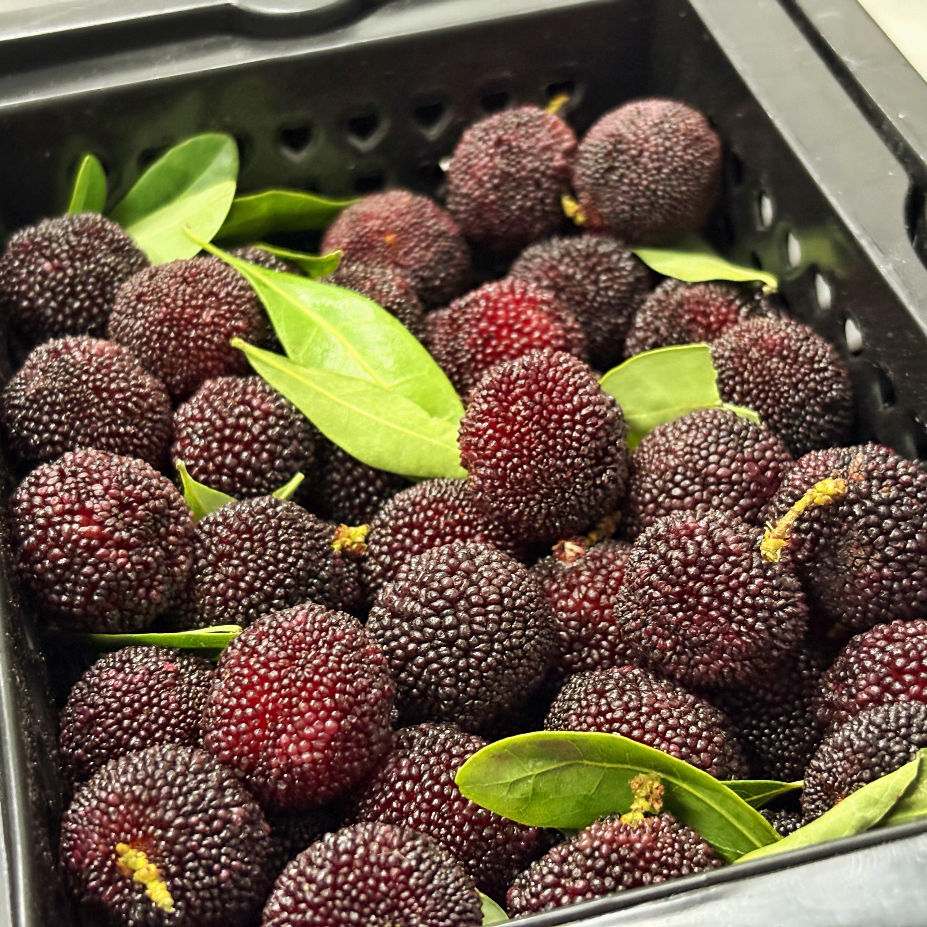 春日尝鲜~【云南普早小杨梅】云南早熟品种，果型小巧，果色偏紫红，果肉紧实干爽，酸甜风味浓郁，杨梅味还不错。江浙沪皖顺丰包邮~