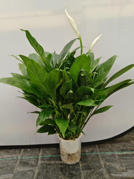 现货特级150#水培多花皇冠 商品图1