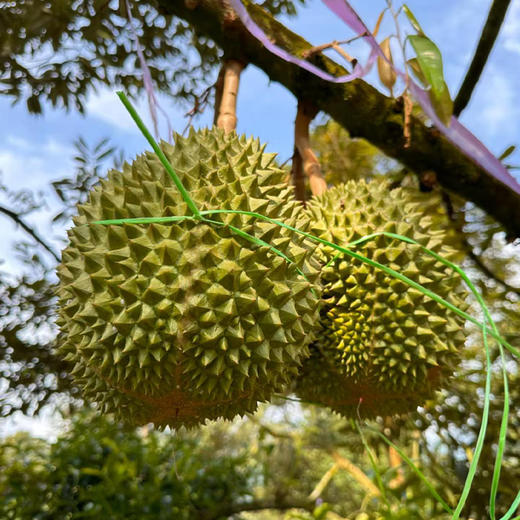 【顺丰空运】马来西亚进口鲜果猫山王榴莲  A果/AA果整果 商品图5