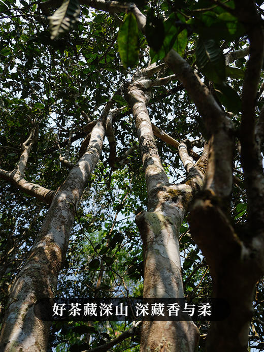 4月15日中午12点【曼夕高杆】2026年春茶预售曼夕头春古树高杆 边境遗珠，仰视森林高杆 勐海味，野韵足！500克/箱 商品图6
