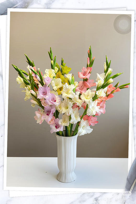 预售15号到货剑兰混色一扎10支 支长80厘米 商品图0