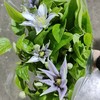 配花 | 铁线莲撒玛丽亚乔 商品缩略图0