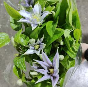 配花 | 铁线莲撒玛丽亚乔