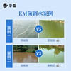 华畜EM益生菌浓缩粉500g 调节水质祛除油膜 复合菌种产气更强 商品缩略图4