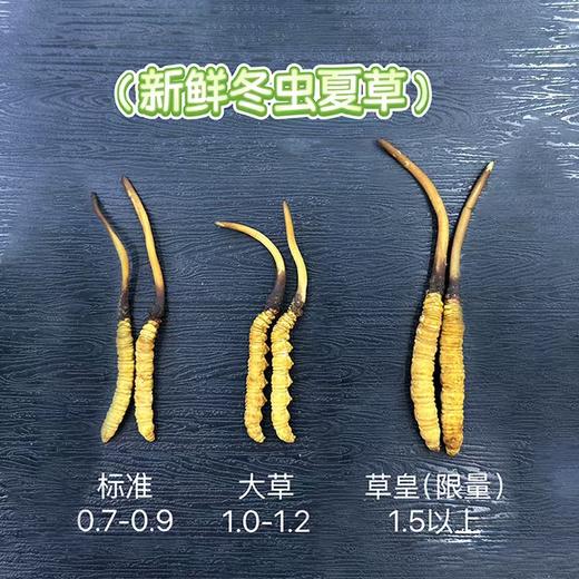 【高原第一鲜·西藏鲜冬虫夏草】2026头茬新鲜鲜虫草！源自“世界屋脊”西藏 核心产区 源头采挖 季节限定 高山雪顶 净土好草 五折预售中！（拍2发3） 商品图5