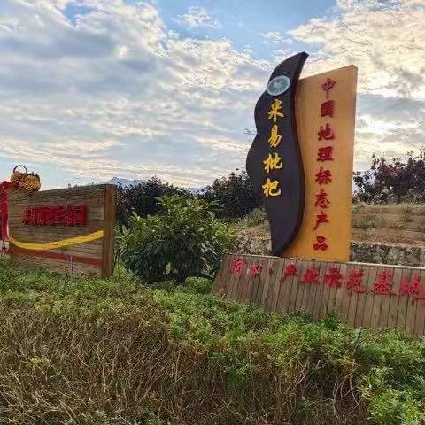 丨有机丨米易高山枇杷 四川攀枝花米易县无污染山地种植 商品图12