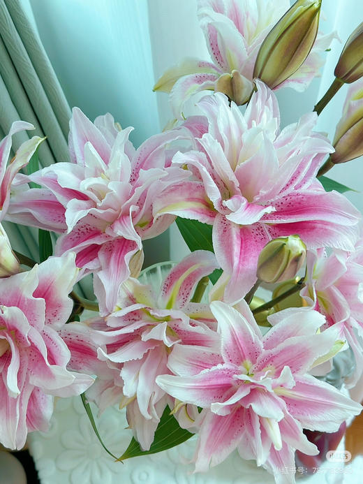 现货纯瓣百合伊莎贝拉一支单头 一扎5支。支长80厘米 商品图0