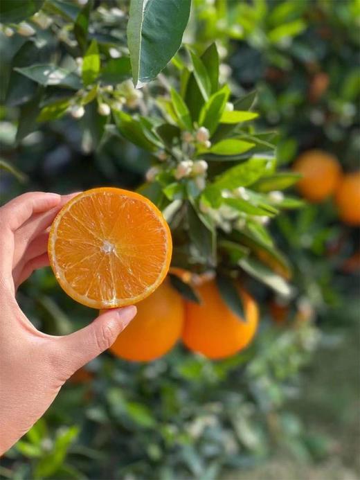 【峡江橙·春日伦晚】新鲜现摘 香甜多汁 细嫩无渣 富含丰富维生素C，一口爆汁-CC 商品图9