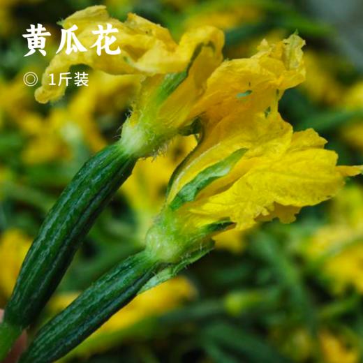 黄瓜花 | 现摘现发 新鲜直达 脆嫩鲜甜 自然馈赠的春日珍馐 现摘现发  幼嫩期 脆嫩多汁 带淡淡回甘 比普通黄瓜更鲜甜 商品图0