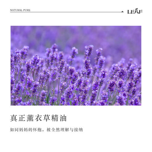 利芙耶  [心宁悦]精油组合 茶树薰衣草佛手柑 商品图6