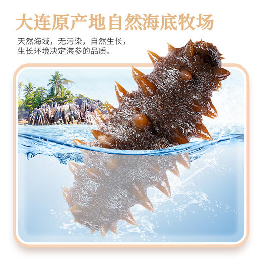 2288型-鲜食海参礼盒 商品图5