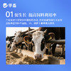 华畜 母子康肥 促进生长 提高饲料利用率 改善繁殖性能 商品缩略图3