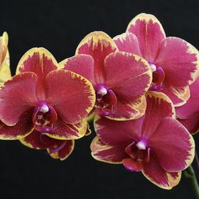 蝴蝶兰 | 金边吉祥