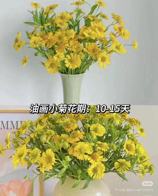 预售15号到货 油画小菊 春天蓬勃的生命力 一扎300g 商品图2