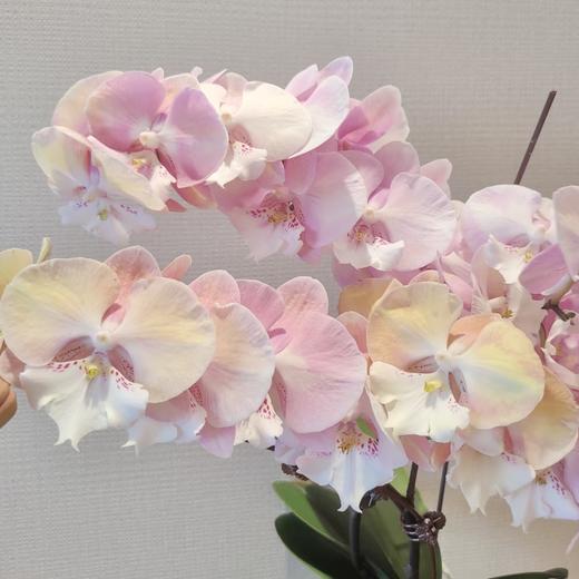 蝴蝶兰 | 彩虹独角兽 商品图1